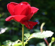 Rose-erblueht-3.jpg